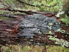 Fuscopannaria sorediata