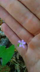 Geranium robertianum