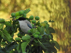 Cyanopica cooki