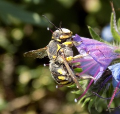 Anthidium florentinum