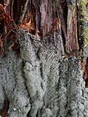Fuscopannaria sorediata