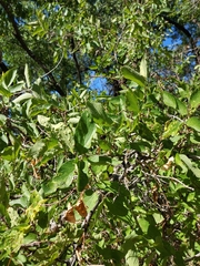Celtis reticulata