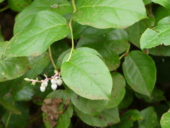 Gaultheria shallon