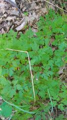 Geranium robertianum
