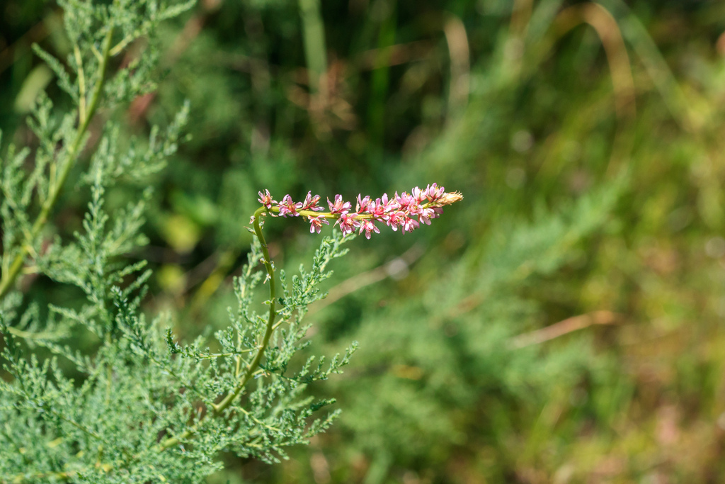 Myricaria squamosa; photograph (c) Dmitry Boldyrev, some rights reserved (CC BY)