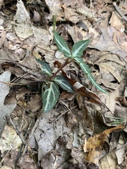 Chimaphila maculata