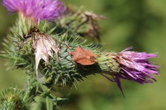 Carpocoris fuscispinus