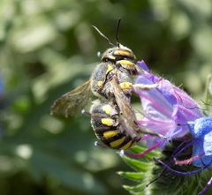 Anthidium florentinum