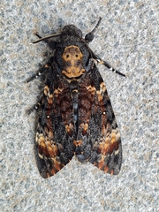 Acherontia atropos