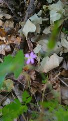Geranium robertianum