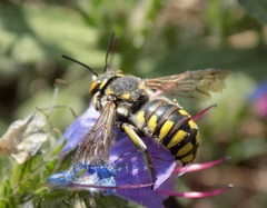 Anthidium florentinum