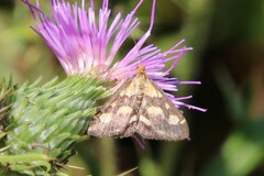 Pyrausta purpuralis