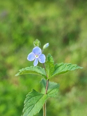 Veronica chamaedrys