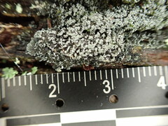 Fuscopannaria sorediata