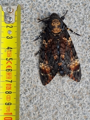 Acherontia atropos