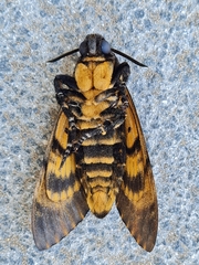 Acherontia atropos