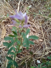 Medicago sativa