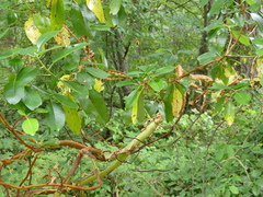 Arbutus menziesii