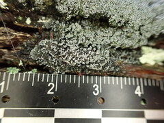 Fuscopannaria sorediata