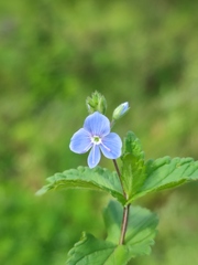 Veronica chamaedrys