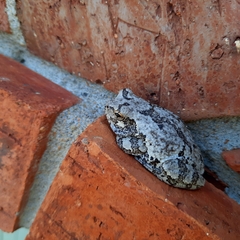 Hyla versicolor