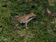 Rana italica