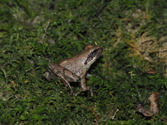 Rana italica