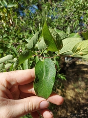 Celtis reticulata