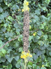 Verbascum