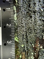 Fuscopannaria sorediata