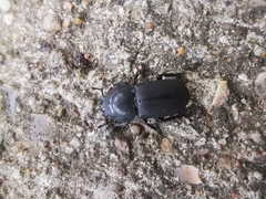 Dorcus parallelipipedus