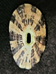 Fissurella virescens