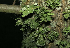 Ramalina americana