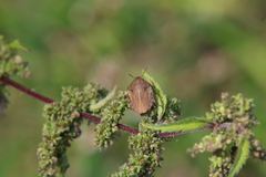 Eurygaster testudinaria