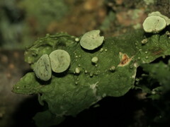 Ramalina americana