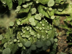 Ramalina americana