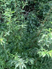 Elaeagnus umbellata