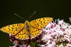 Argynnis adippe