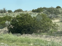 Larrea tridentata