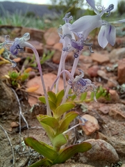 Lapeirousia pyramidalis pyramidalis