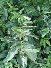 Elaeagnus umbellata