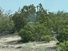 Larrea tridentata