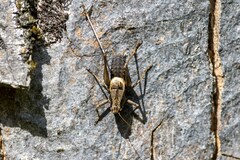 Pholidoptera griseoaptera