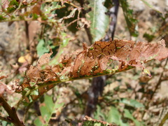 Lymantria dispar