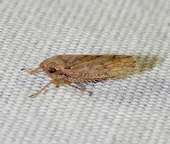 Curtara insularis