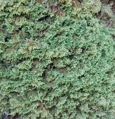 Ctenidium molluscum