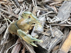 Fallicambarus dissitus