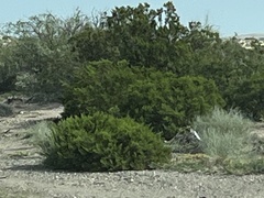 Larrea tridentata