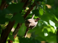 Troglodytes troglodytes