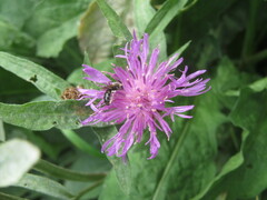 Centaurea jacea